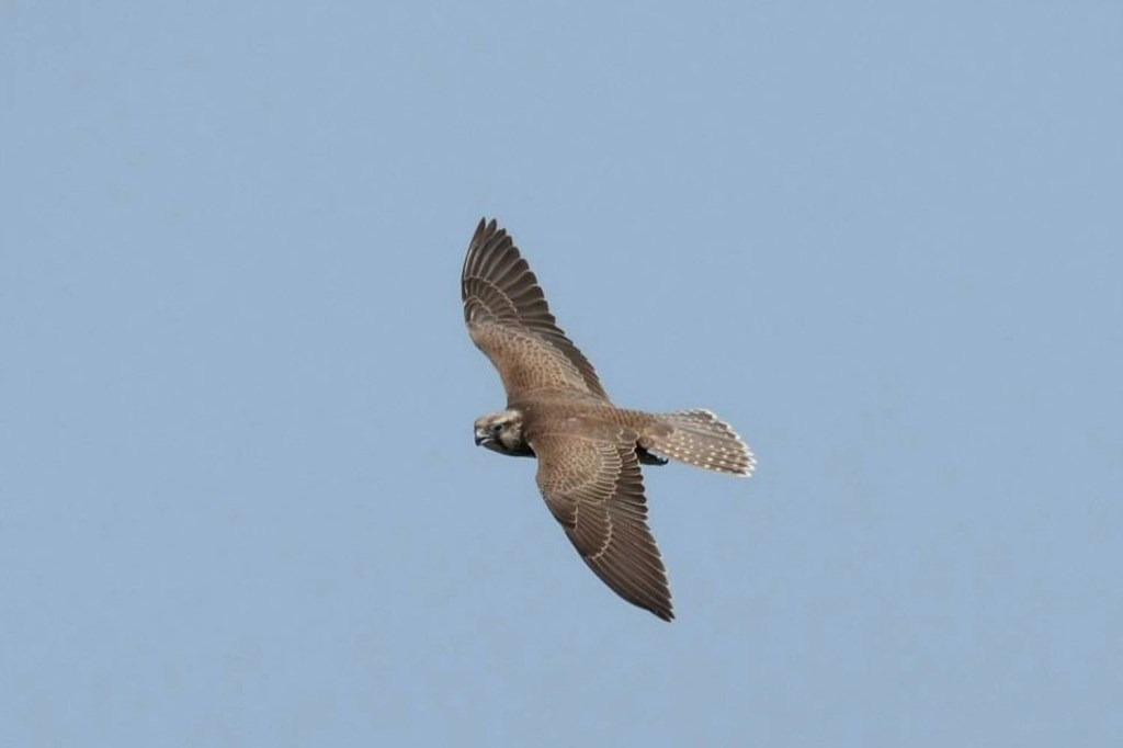 Soim maro zburand pe cer senin, cu aripile larg deschise