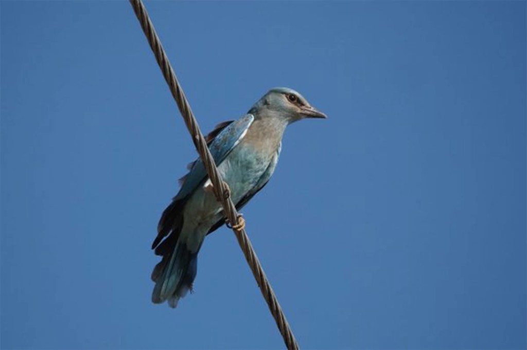 Pasare albastra stand pe un cablu electric, cu cer senin pe fundal