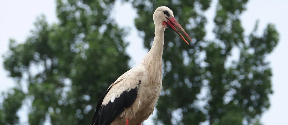Inițiative dedicate ocrotirii păsărilor rare.