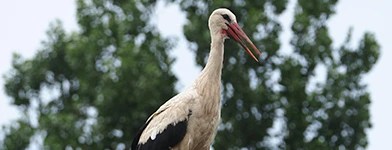 Initiatives dedicated to the protection of rare birds.