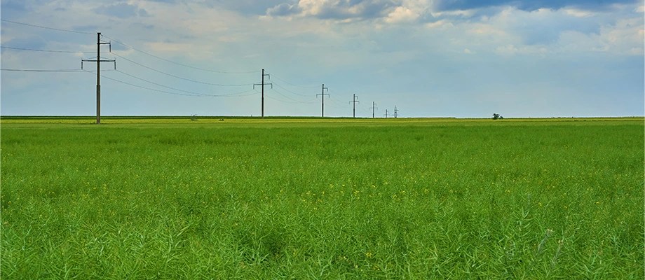 Stâlpi electrici care reprezintă infrastructura rețelei de distribuție în mediul rural.
